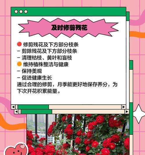 月季枝干修剪的正确方法是什么？