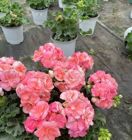 天竺葵如何才能开花？