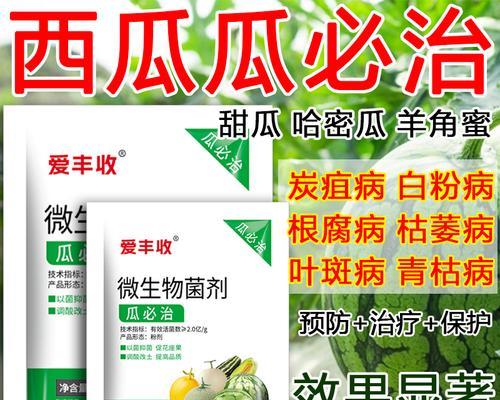 西瓜苗老叶子发黄枯萎怎么挽救？有效措施有哪些？