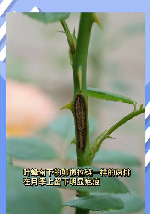月季小甲虫怎么消灭最快？有效防治方法有哪些？