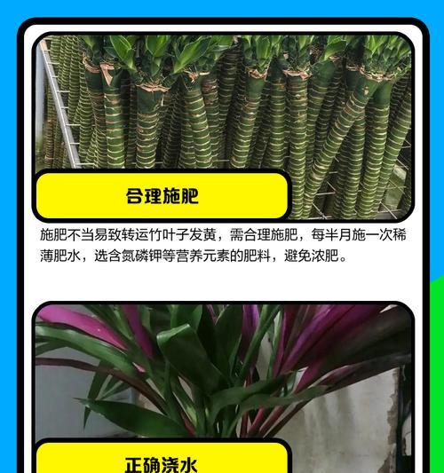 户外竹子叶子发黄干枯的解决方法？