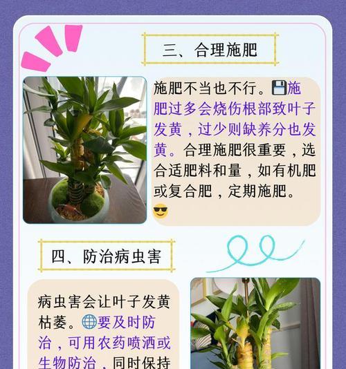 户外竹子叶子发黄干枯的解决方法？