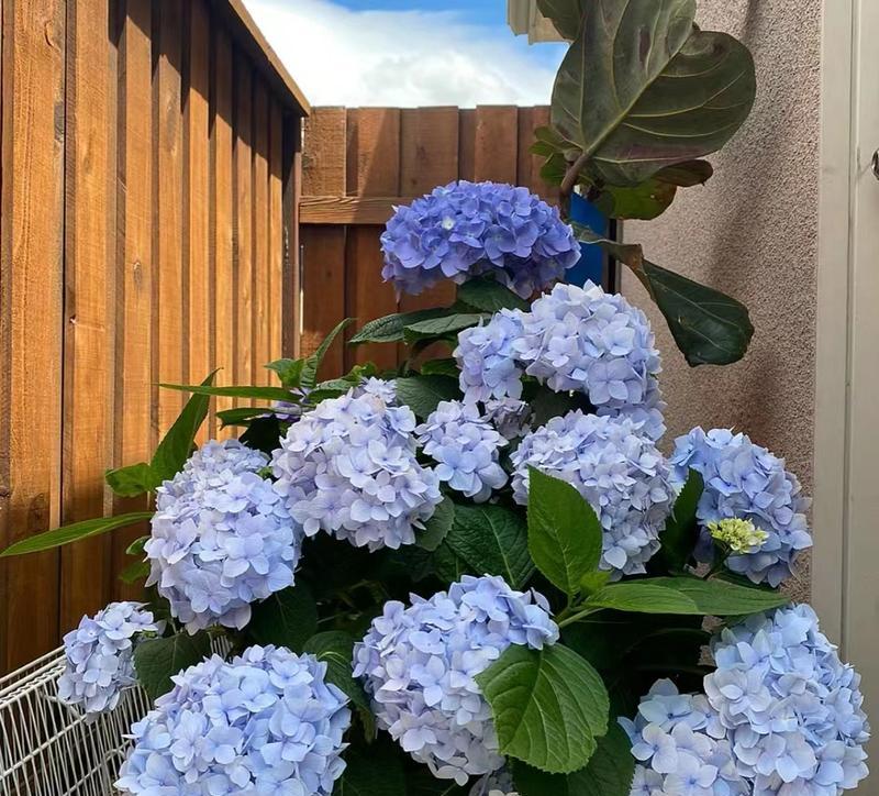 阳台适合养什么花？哪些花卉既美观又能旺家？