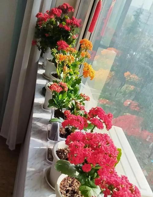 阳台适合养什么花？哪些花卉既美观又能旺家？