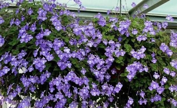 阳台适合养什么花？哪些花卉既美观又能旺家？