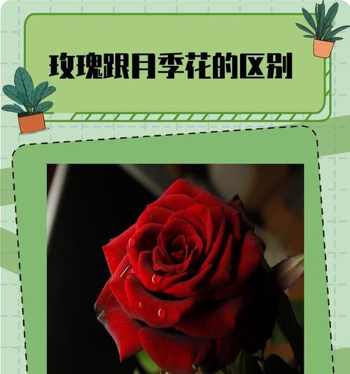 月季和玫瑰如何区分？识别它们的简单方法是什么？