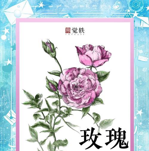 月季和玫瑰如何区分？识别它们的简单方法是什么？