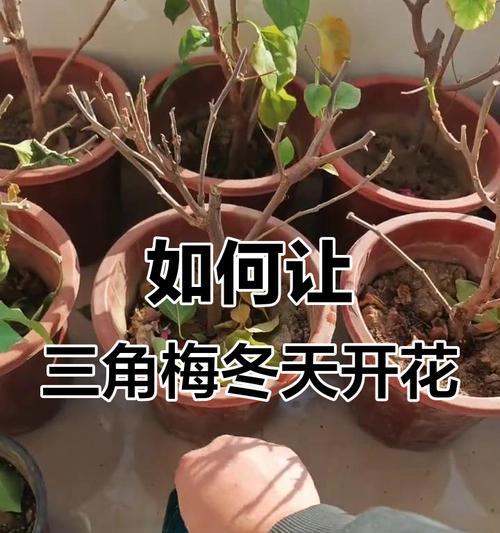 时来运转花卉正确的浇水方法是什么？