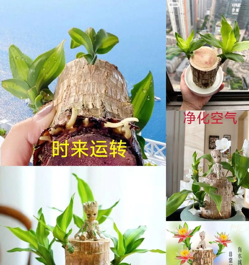 时来运转花卉正确的浇水方法是什么？