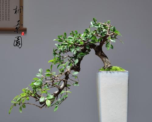 榆树盆景如何修剪造型？修剪榆树盆景的正确步骤是什么？