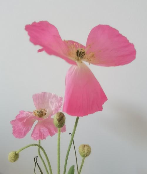 自制花菜肥水肥料配方怎么做？有哪些步骤？