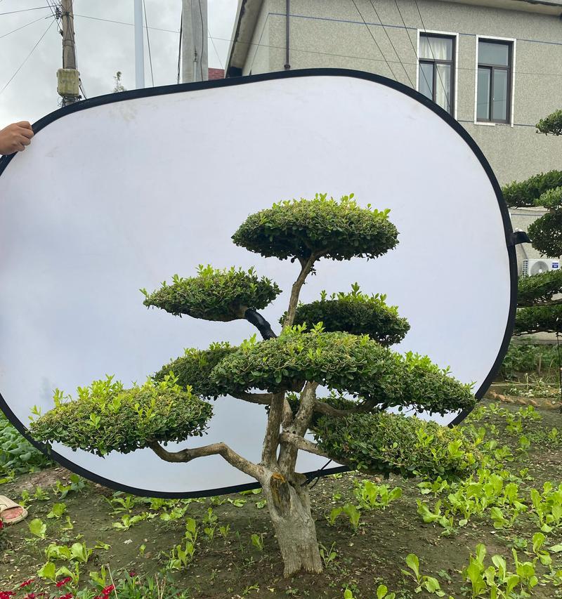 黄杨植物浇水的最佳方法是什么？