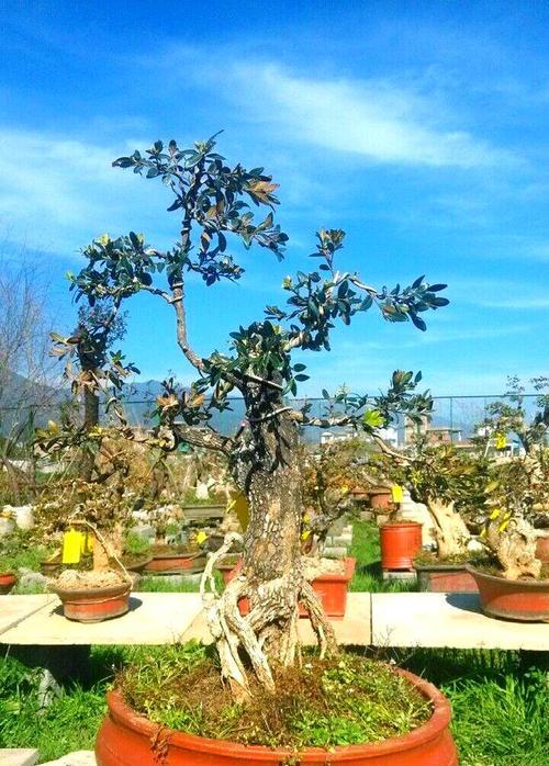 黄杨植物浇水的最佳方法是什么？