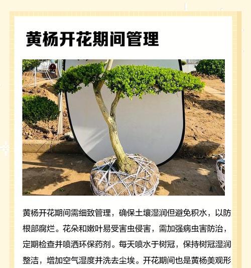 黄杨植物浇水的最佳方法是什么？