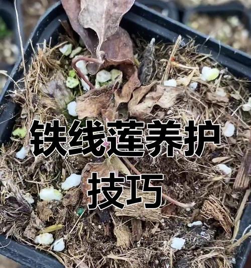 铁线莲根系应该如何栽种？有哪些步骤？