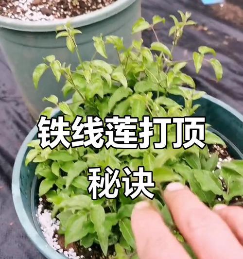 铁线莲根系应该如何栽种？有哪些步骤？