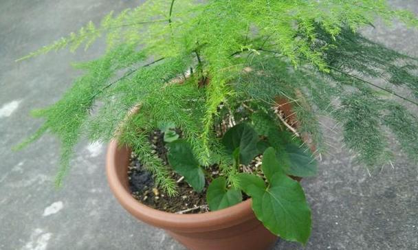 芸竹有哪些栽培技术种类？