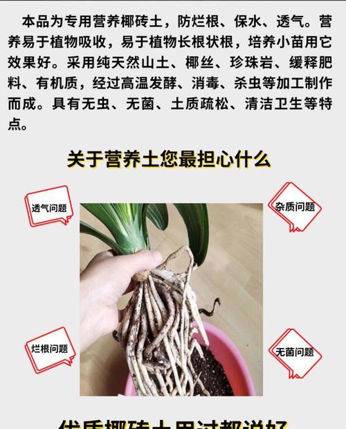 芸竹有哪些栽培技术种类？