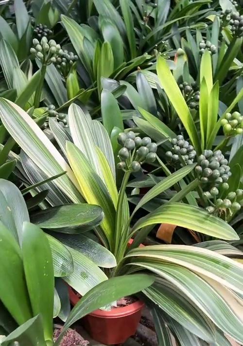 换完君子兰的土后可以种植什么？有哪些推荐？
