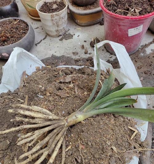 换完君子兰的土后可以种植什么？有哪些推荐？