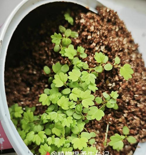 广东播种草莓种子的最佳季节是什么时候？