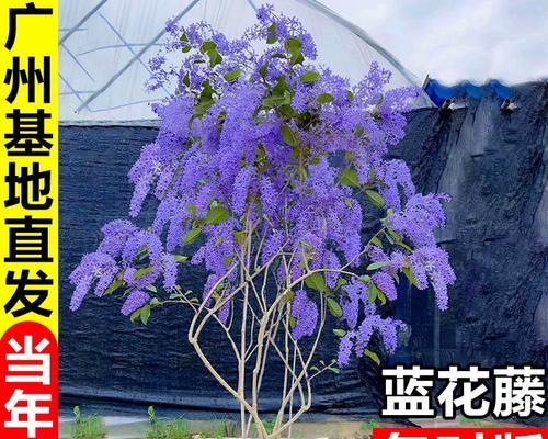 有哪些类似藤蔓的兰科植物？