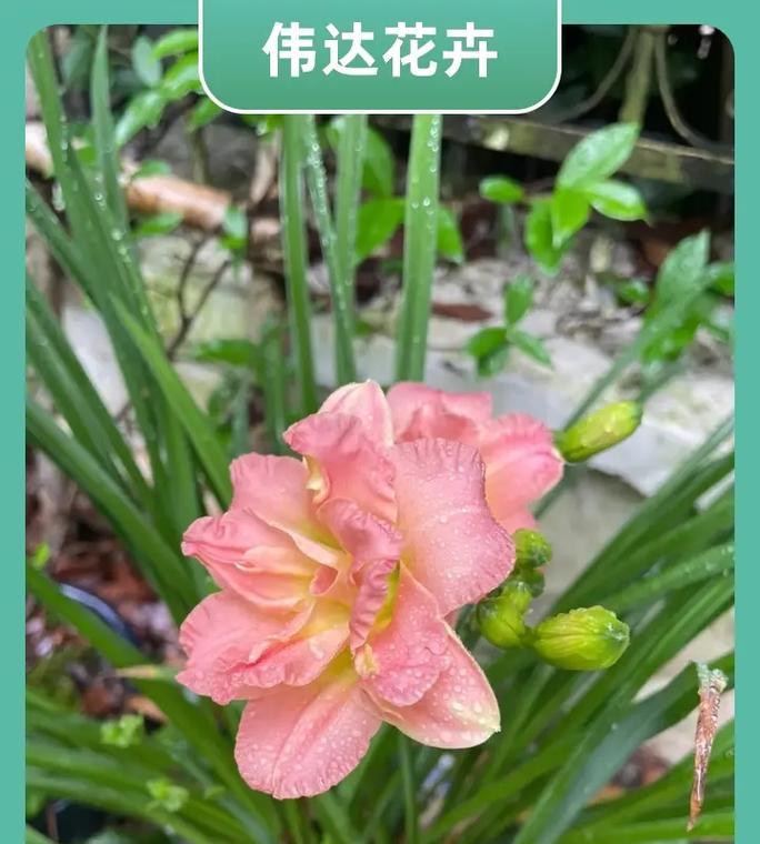 美人靠阳台适合种植哪种花？