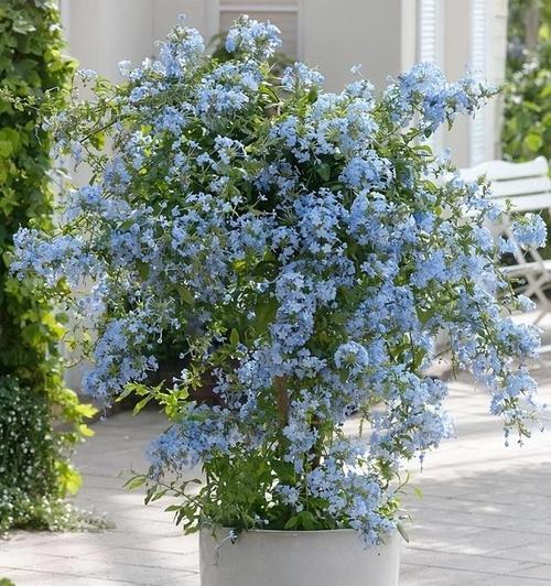 美人靠阳台适合种植哪种花？