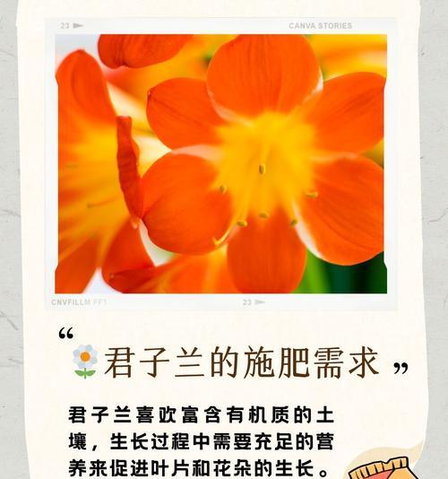 君子兰施肥的正确方法是什么？