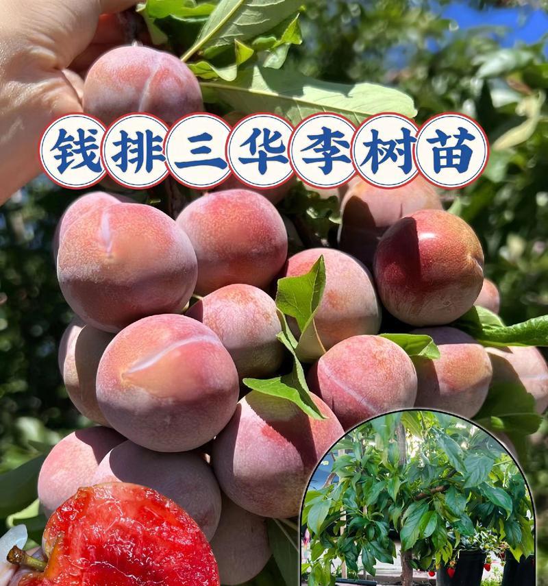 三华李子盆景的养殖技巧有哪些？如何保持其健康生长？