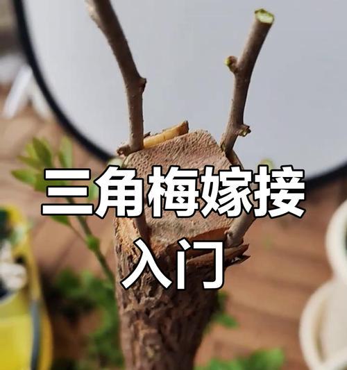 三角梅嫁接桩子的种植方法是什么？
