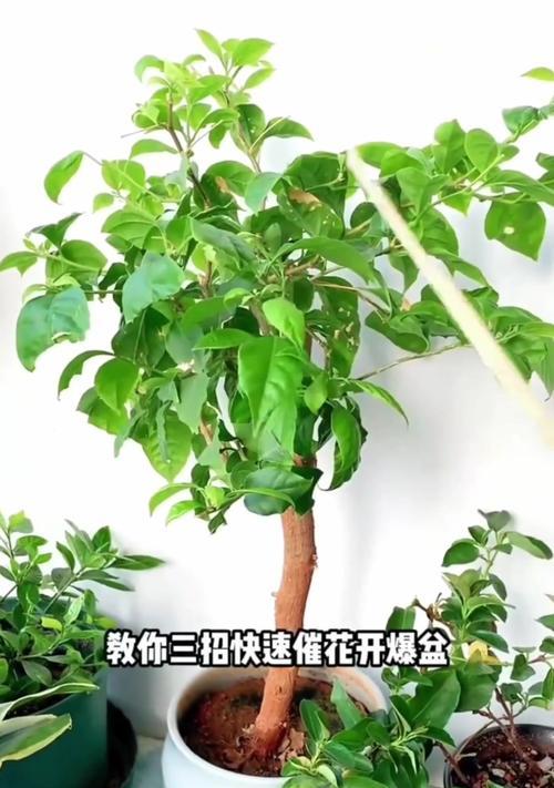 三角梅嫁接桩子的种植方法是什么？