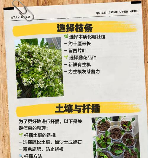 三角梅嫁接桩子的种植方法是什么？