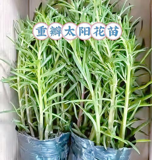 太阳花粗壮盆景的养护技巧是什么？