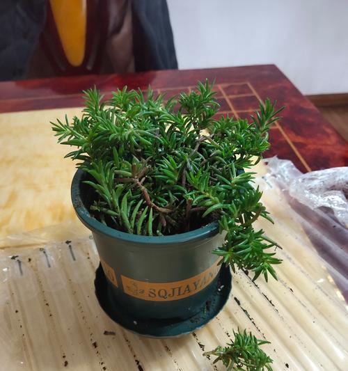 太阳花粗壮盆景的养护技巧是什么？