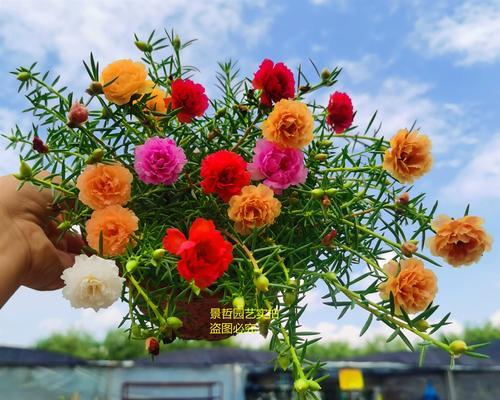 太阳花粗壮盆景的养护技巧是什么？