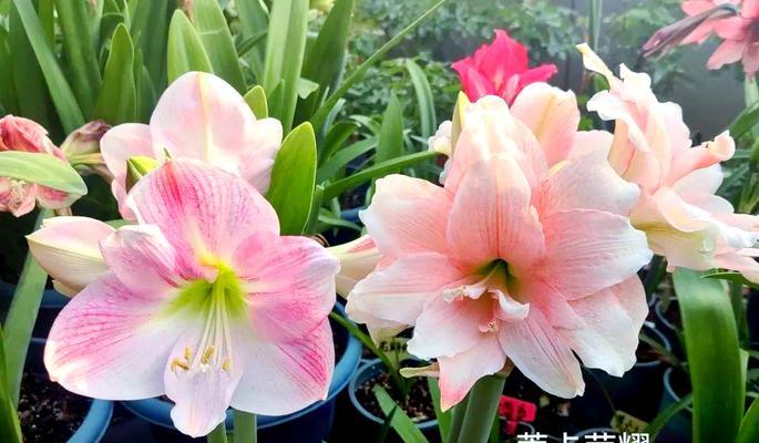 朱顶红什么时候放澳绿？如何正确放置朱顶红？
