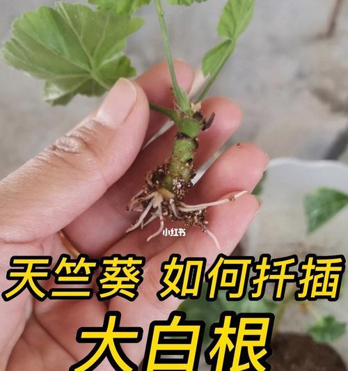 硅石扦插天竺葵的养护方法是什么？如何提高天竺葵的生长质量？