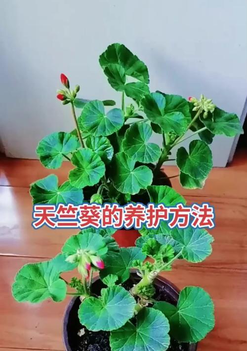 硅石扦插天竺葵的养护方法是什么？如何提高天竺葵的生长质量？