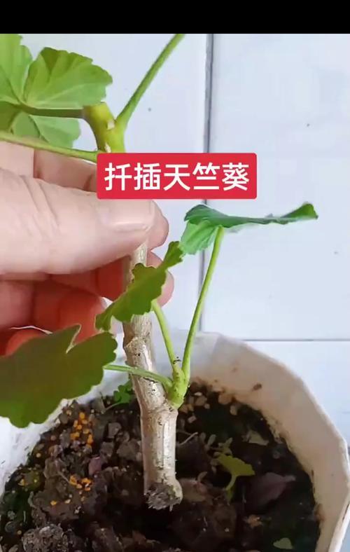 硅石扦插天竺葵的养护方法是什么？如何提高天竺葵的生长质量？