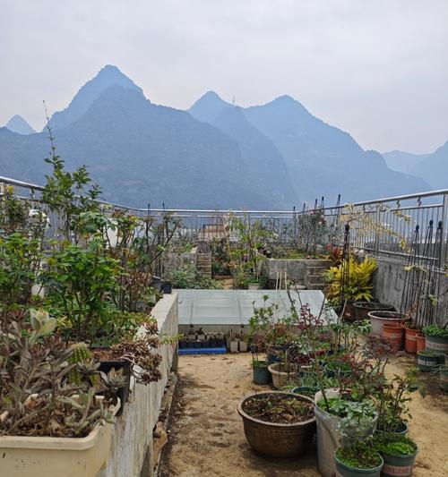 楼顶种植月季如何防风？有哪些有效方法？