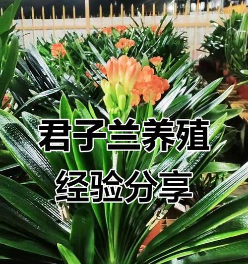 君子兰开花后如何养护？有哪些注意事项？