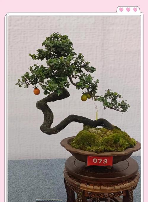 自己选的盆景怎么养护好？有哪些技巧和注意事项？