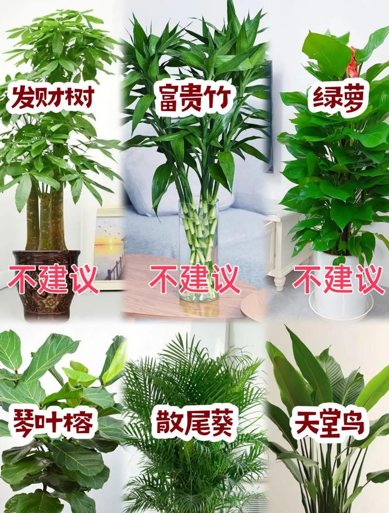 自己选的盆景怎么养护好？有哪些技巧和注意事项？