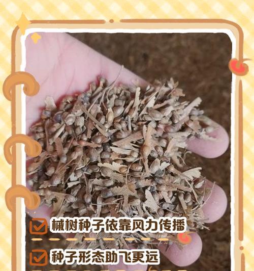 什么动物会播种子？自然界中种子传播者的秘密是什么？