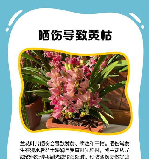 兰花叶子发黄干枯的补救措施有哪些？