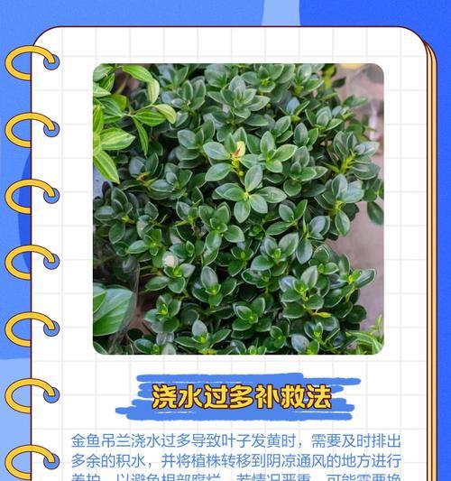 兰花叶子发黄干枯的补救措施有哪些？