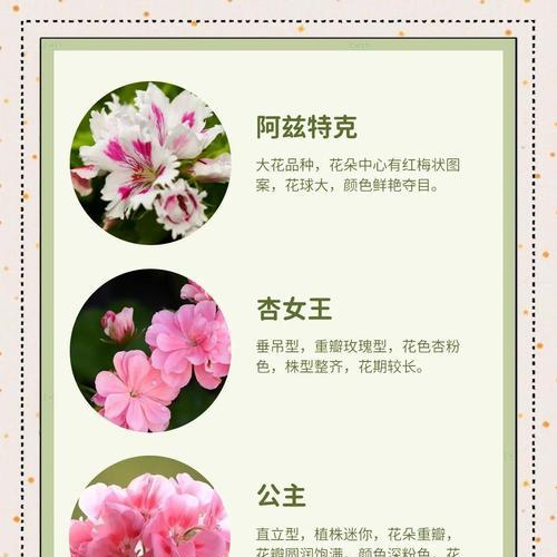枫叶天竺葵的观赏效果如何？种植效果评价是什么？
