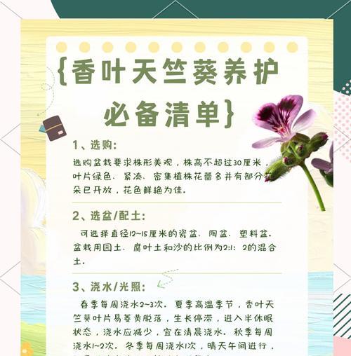 枫叶天竺葵的观赏效果如何？种植效果评价是什么？