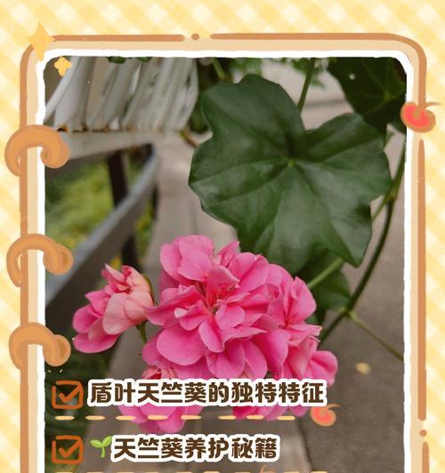 枫叶天竺葵的观赏效果如何？种植效果评价是什么？